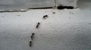 فتحات في جدران المنزل بسبب الحشرات