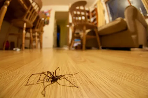 ما هو سبب كثرة الحشرات في المنزل