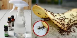 ظهور الحشرات بسبب الطعام